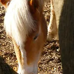 Ici Et La Canaples